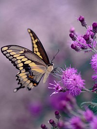 Une chrysalide devenue papillon